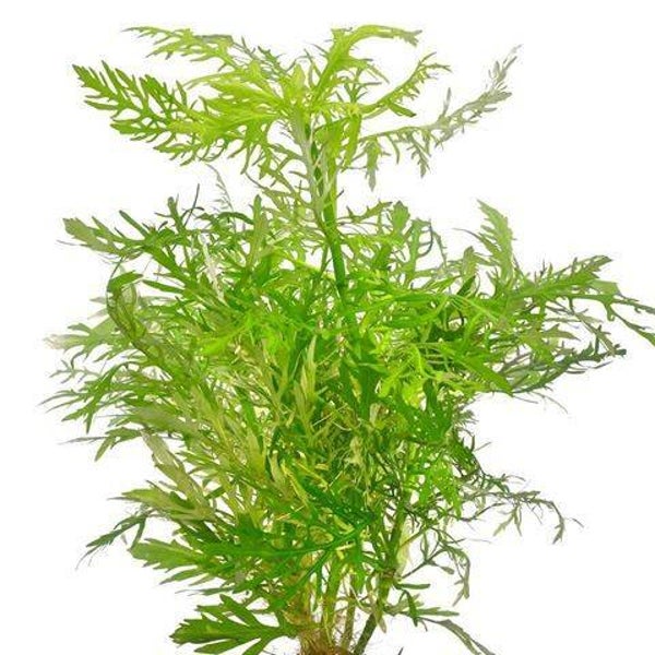 Hygrophila difformis