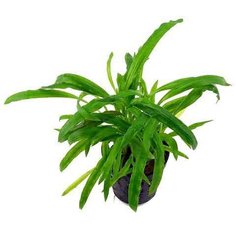 Cryptocoryne costata