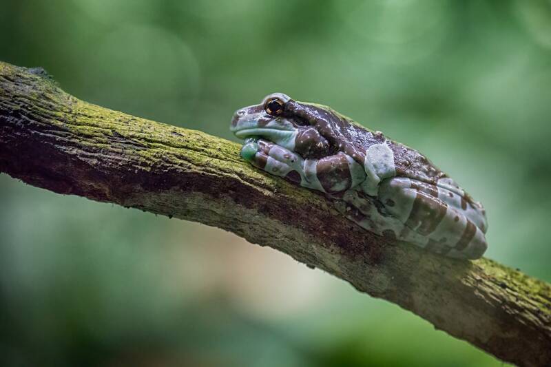 De Amazonische melkboomkikker (Trachycephalus resinifictrix) op een groen blad