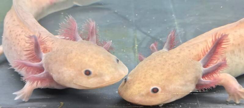 "Detailopname van de fluweelzachte, iridophore-vrije huid van een Koper Melanoid Axolotl, de 'Holy Grail' voor verzamelaars. 💎🦎"