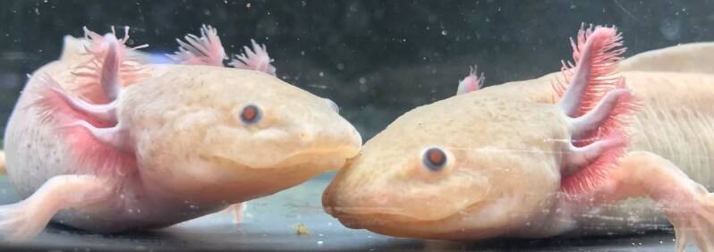 "Close-up van een zeldzame Koper Melanoid Axolotl met prachtige gevederde kieuwen en een diepe, matte koperkleur. 🐉🤎"