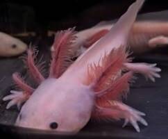 "Axolotl Leucistic Melanoid 🦎 met gitzwarte kraaloogjes ⚫️ en een lieve glimlach! ✨ Pluizige roze kieuwen op een porseleinwit lichaam! 🌸💖"