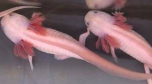 "Axolotl Leucistic Melanoid 🦎 zwevend als een echt wit spookje boven het zand! 👻 Geen glimmende oogring, maar pure zwarte diepte die je betovert! 🌌✨ Een zeldzaam medisch wonder met een buitenaardse uitstraling in een koel onderwaterparadijs! ❄️💎🐚"