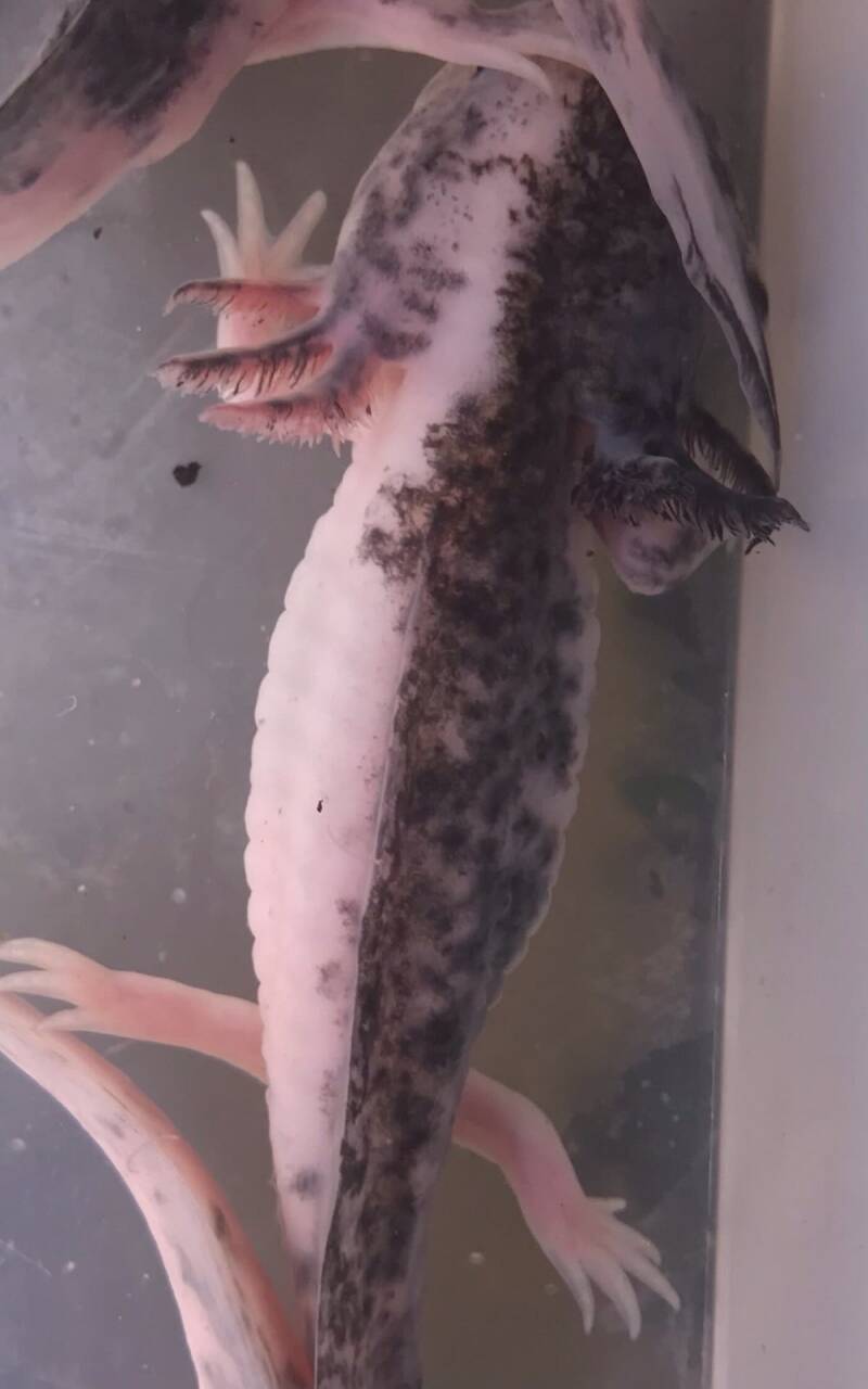 "Close-up van bovenaf: Een tweekleurige Mosaic Axolotl morph die de perfecte splitsing tussen wildtype en leucistische kleuren laat zien."