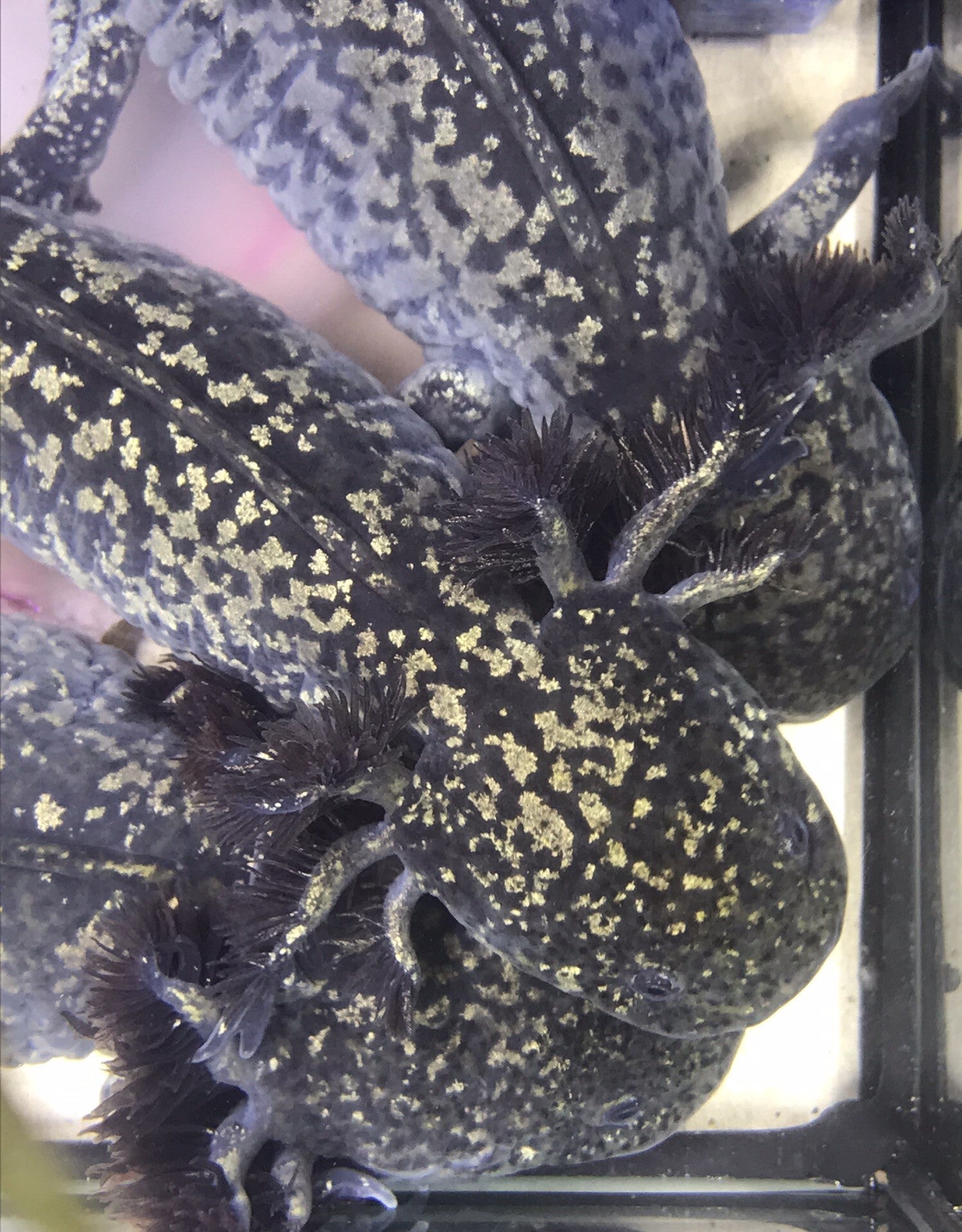 Een levend juweel! 💍 Deze Grade SS Wildkleur Axolotl zit bomvol geclusterde gouden spots. Pure magie voor je aquarium! ✨🔥