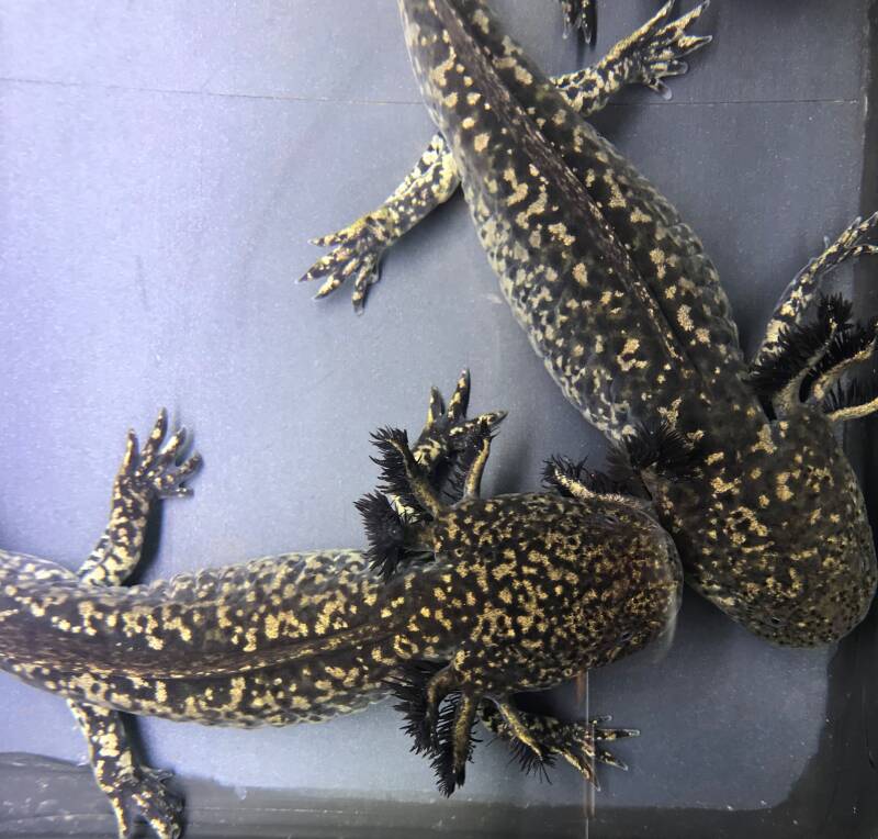 Zeldzame Grade SS Wildkleur Axolotl met intens gouden sterrenstof patroon en diepe camouflage kleuren