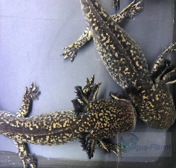 Axolotl - Starburst Grade SS  (H-B)