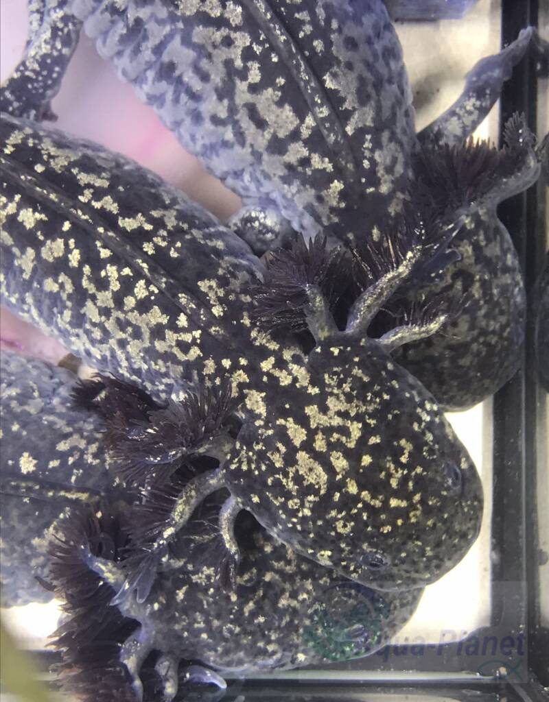 Gezonde gevederde kieuwen van een Grade SS Starburst Axolotl onder gedimd aquariumlicht 🌸🧬