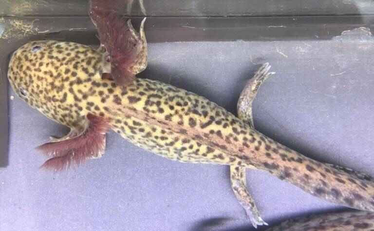 "Top-down view van een gevlekte waterdraak! 🐉 De Wildkleur Spotted Axolotl laat zijn indrukwekkende patroon en krachtige staart zien in het koudwateraquarium 💎."