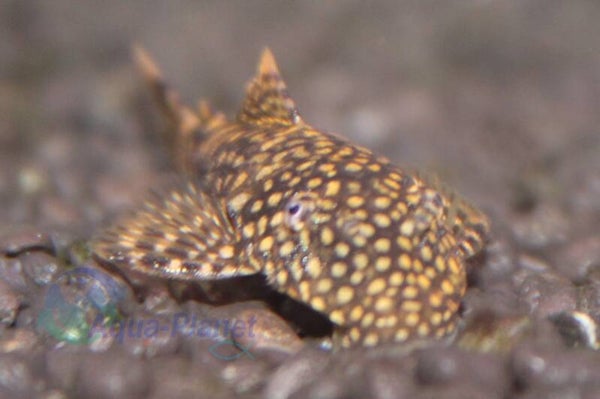 Ancistrus temminckii