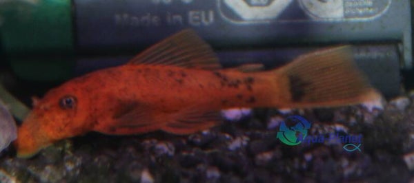 Ancistrus temminckii "Super Red"