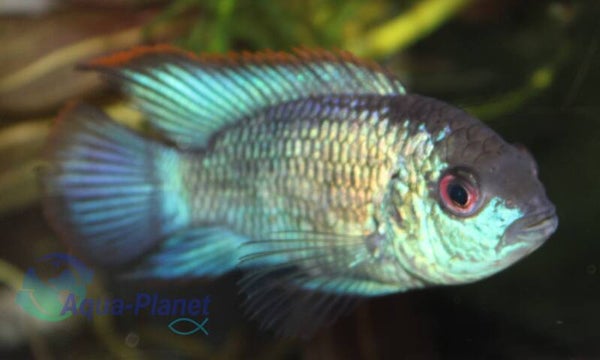 Andinoacara pulcher "Electric Blue"