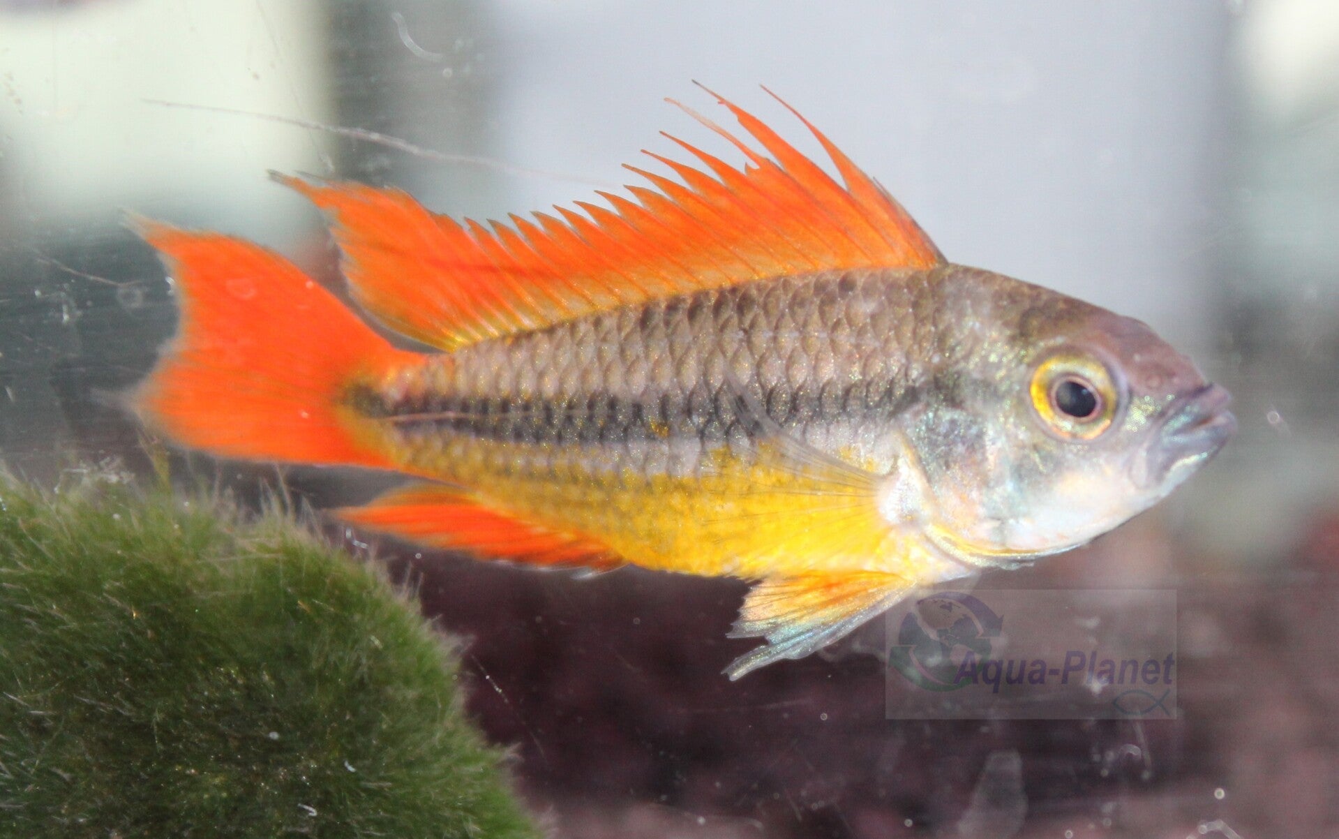 Apistogramma cacatuoides "Orange"