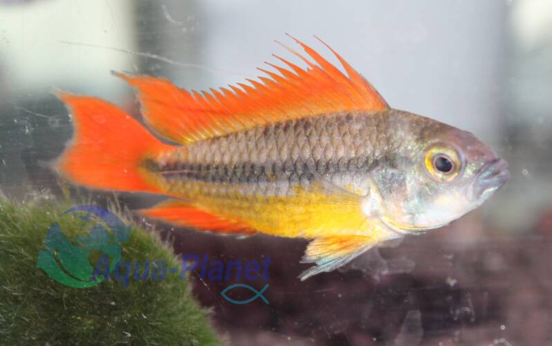 Mannelijke Apistogramma cacatuoides Orange met feloranje vinnen pronkend