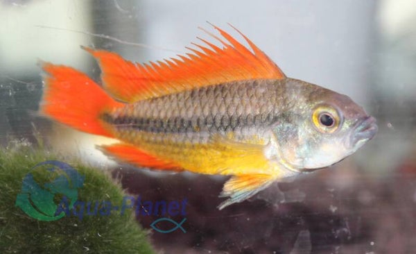 Apistogramma cacatuoides "Orange"