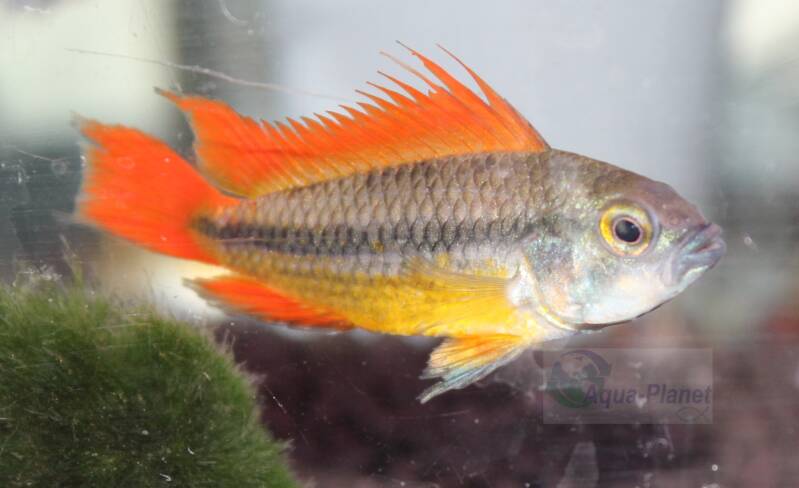 Apistogramma cacatuoides Orange man close-up profiel, waarop de intens oranje staart en rugvin met zwarte patronen goed zichtbaar zijn. 🎨🔥