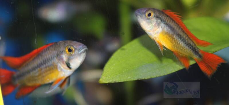 Apistogramma cacatuoides Orange mannetje met feloranje vinnen die pronkt tussen groene aquariumplanten. 🐠🧡