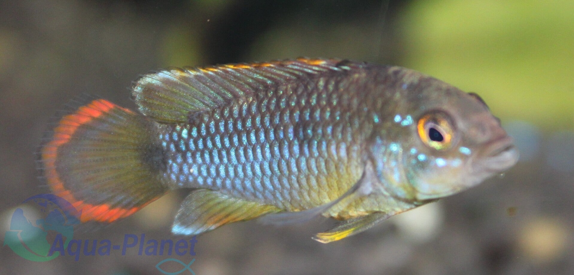Apistogramma nijsseni