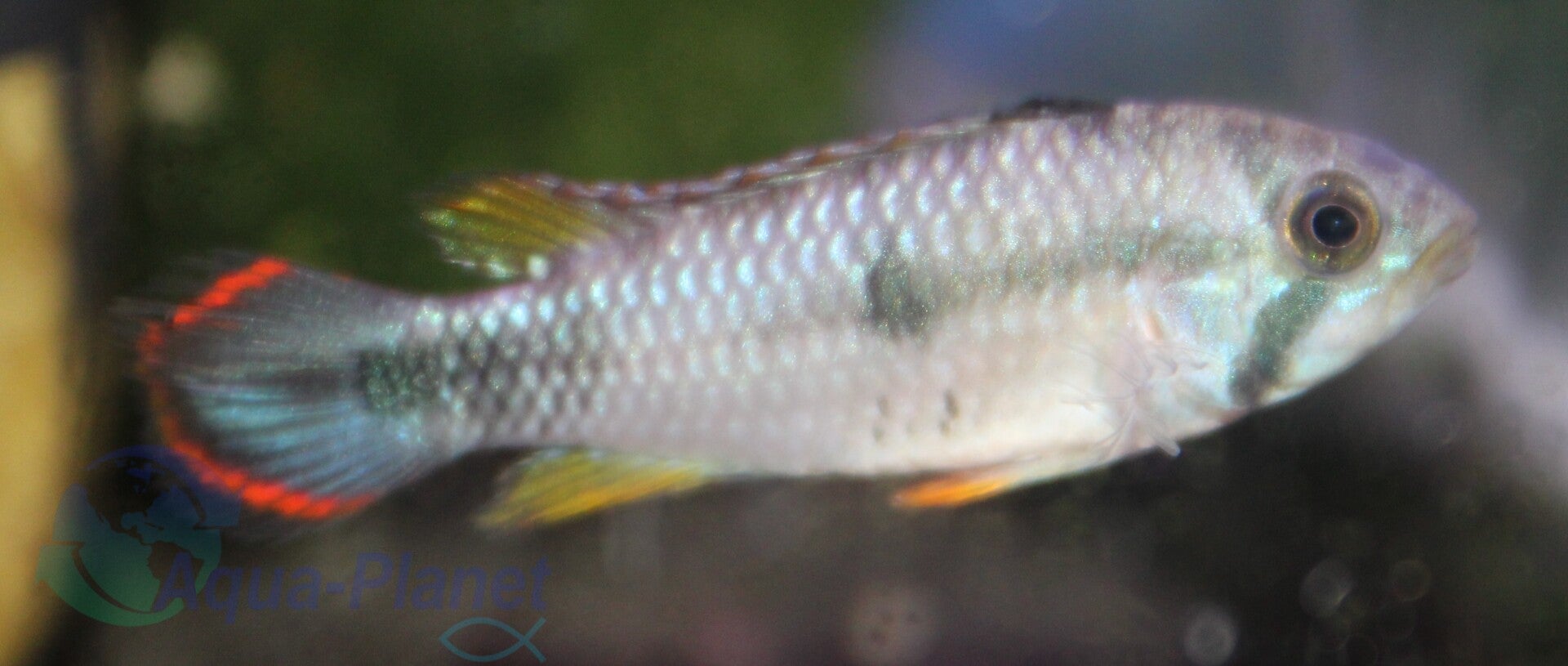 Apistogramma pandourini