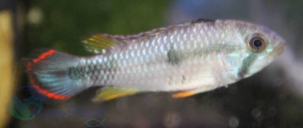 Apistogramma pandourini