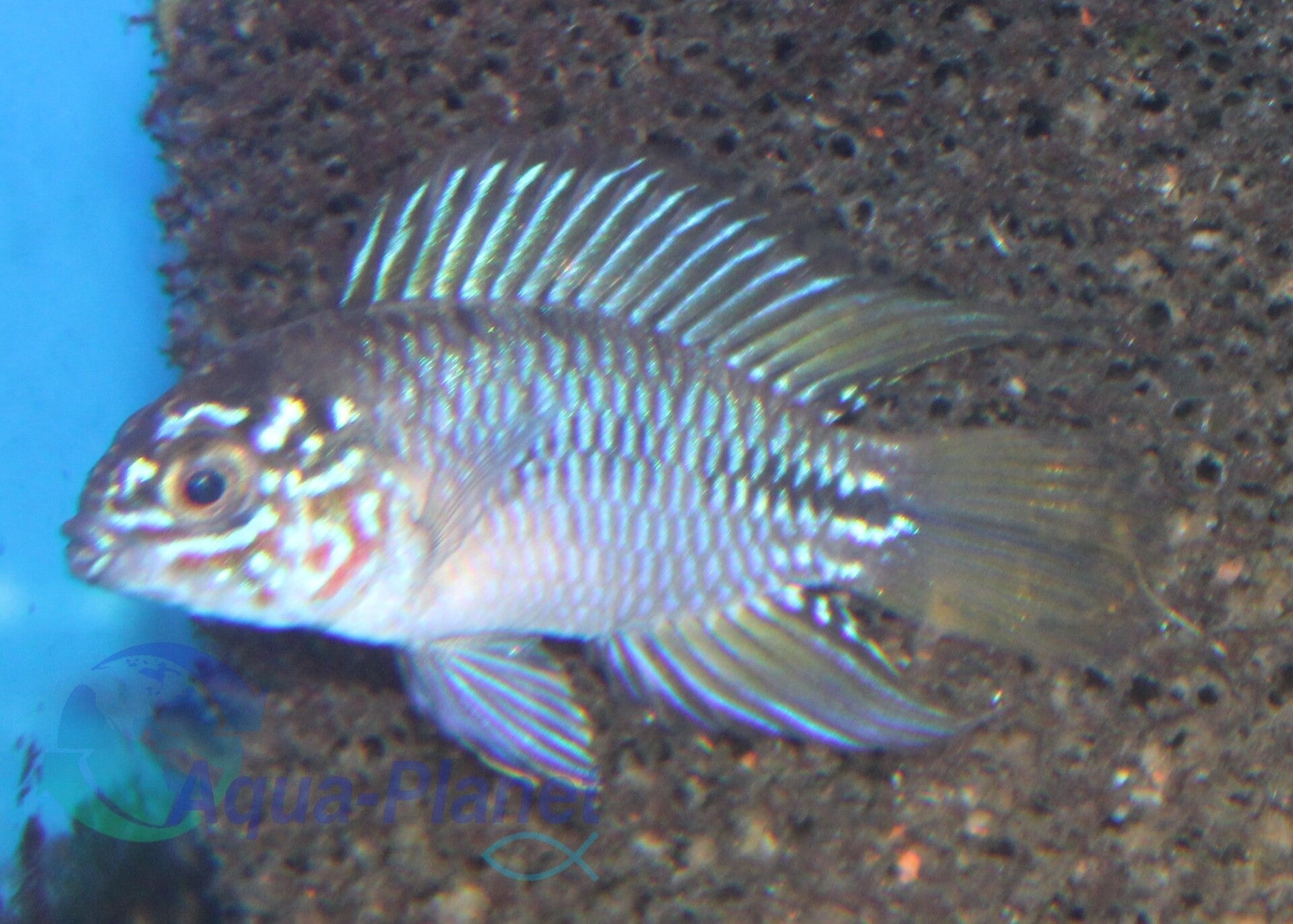 Apistogramma borelli "Opal"