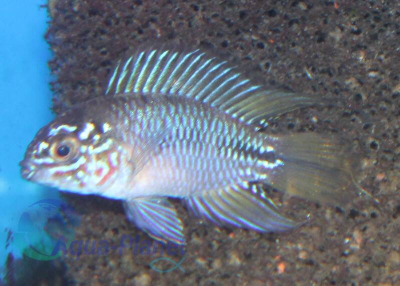 Apistogramma borelli Opal mannetje met iriserende opaalblauwe vinnen in een aquarium