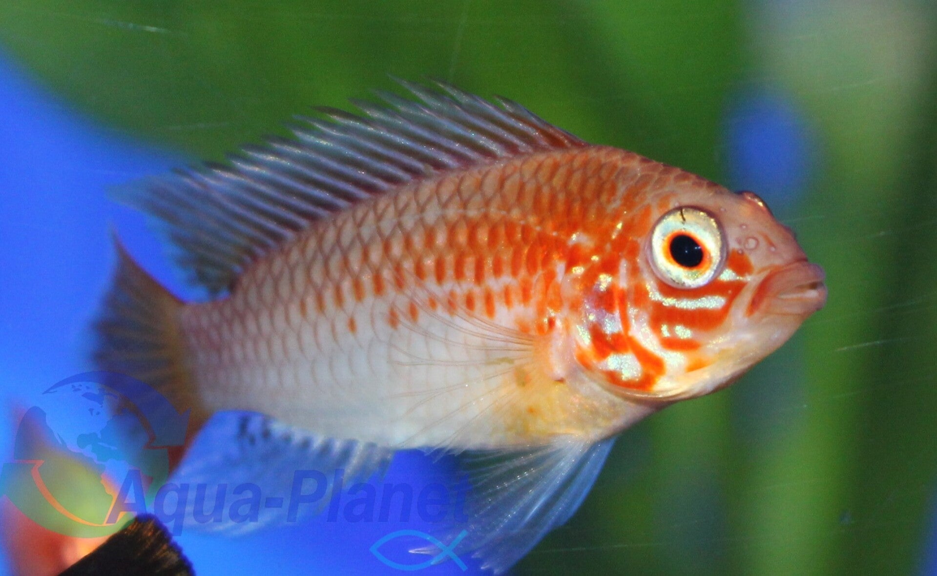Apistogramma sp. viejeta "gold"