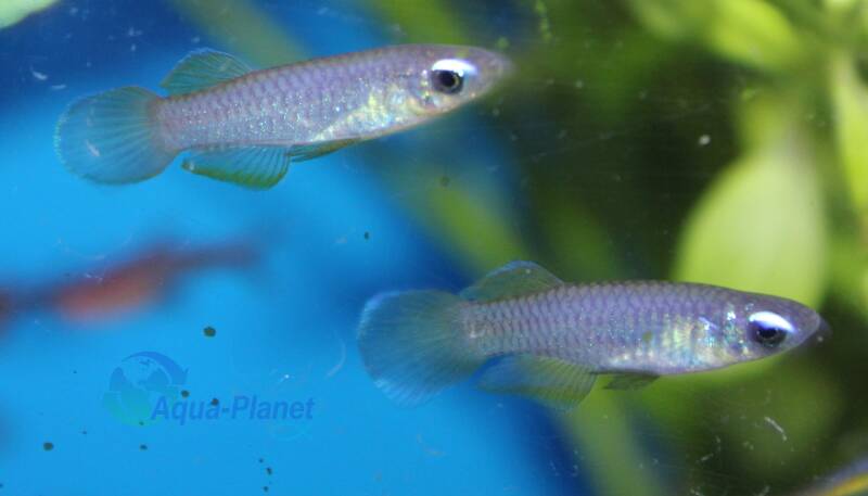 Kleurrijke Afrikaanse blauwoogjes killivissen zwemmend in een dichtbeplant aquarium met fel oplichtende blauwe ogen.