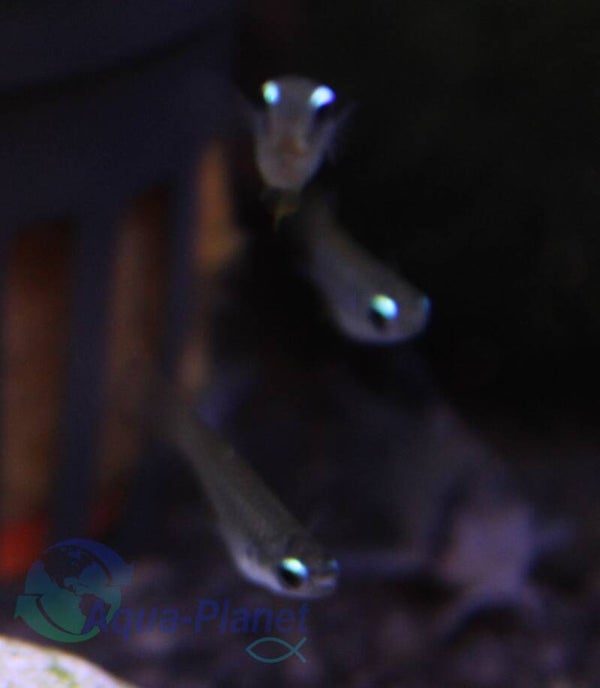 Aplocheilichthys normanni