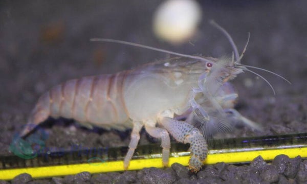 Atya gabonensis
