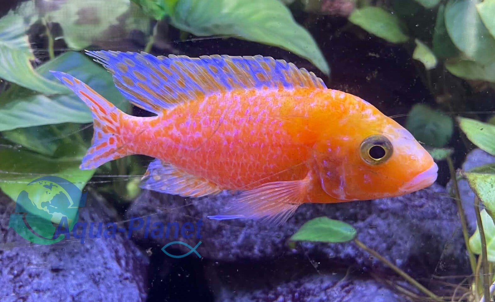 Aulonocara "Fire Fish" Small