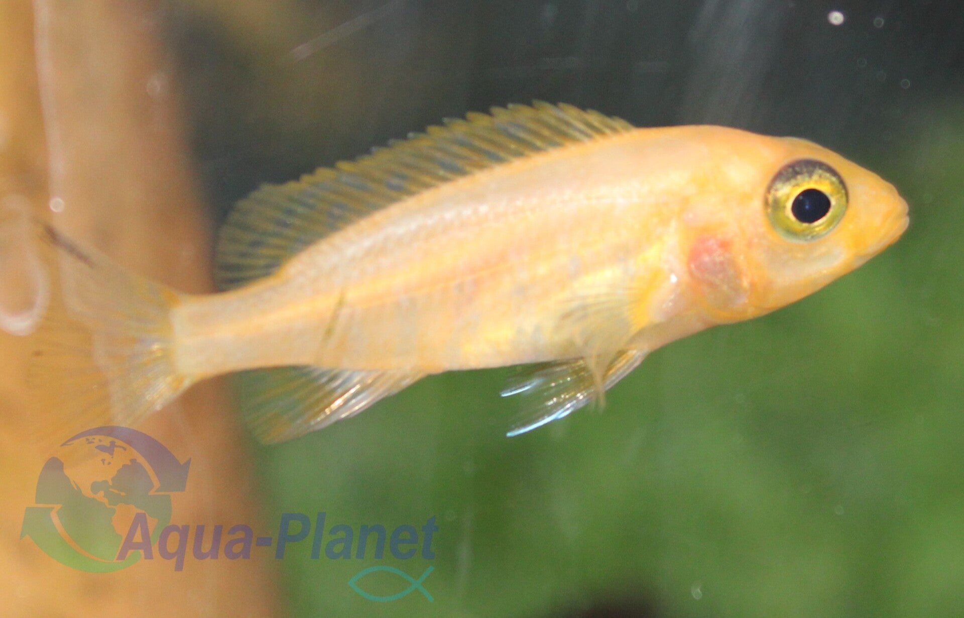 Aulonocara "Red Dragon" Small