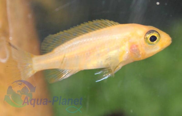 Aulonocara "Red Dragon" Small