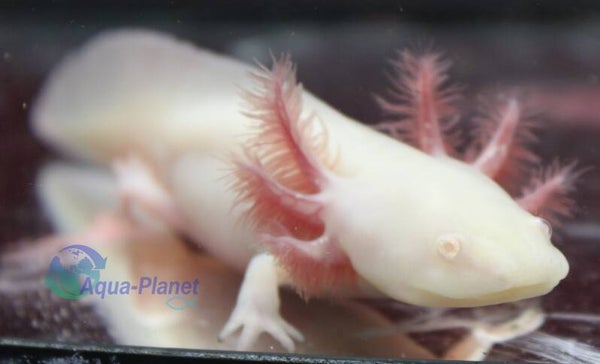 Axolotl - Leucistic Albino