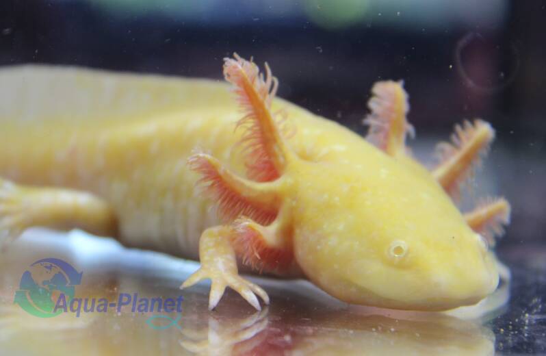 Een gezonde Axolotl Sunburst Grade S met de bekende, schattige glimlach en een prachtig contrast tussen de warme oranje ondertoon en de koele, glanzende pigmentcellen. 👑