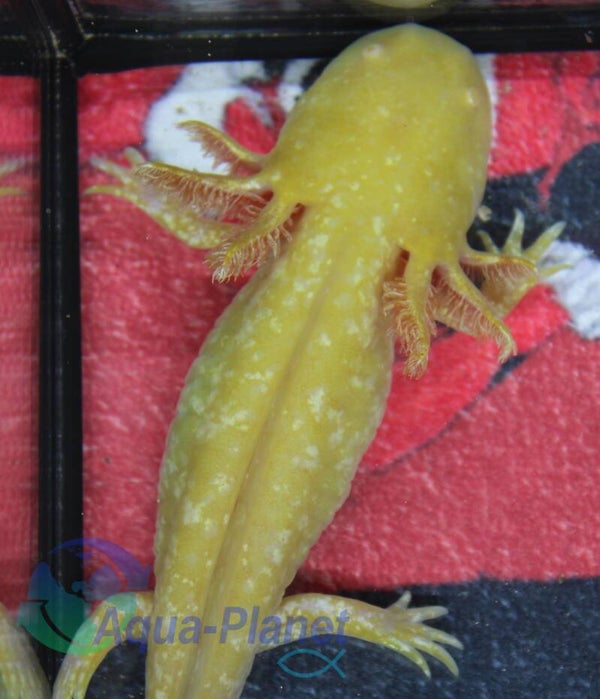 Axolotl - Sunburst Grade S