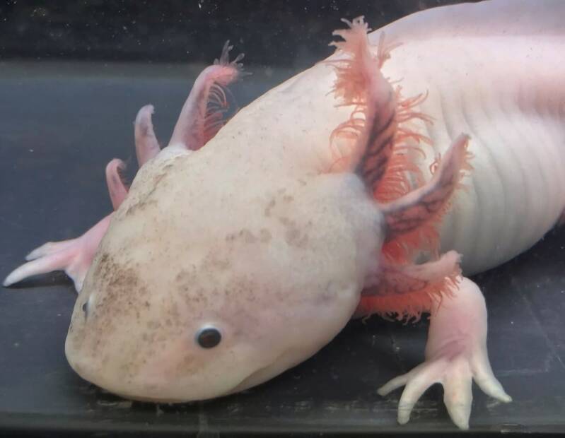 Close-up van een exclusieve Axolotl - Dirty Leucistic (Vrouw) Hold-Back met prachtige donkere sproetjes en volle rode kieuwen in een koudwateraquarium. 🦎🖤 De perfecte geselecteerde waterdraak voor verzamelaars."