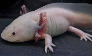 Zijaanzicht van een Dirty Leucistic Dwarf Axolotl vrouw met duidelijke donkere pigmentvlekken op een lichte huid in een aquarium.