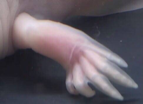"Gedetailleerde macro-opname van het transparante pootje van een Dirty Leucistic Axolotl vrouw, waarbij de skeletstructuur en botjes zichtbaar zijn. 🦴✨ Een uniek kijkje in de fascinerende anatomie van deze Hold-Back selectie. 🧬"