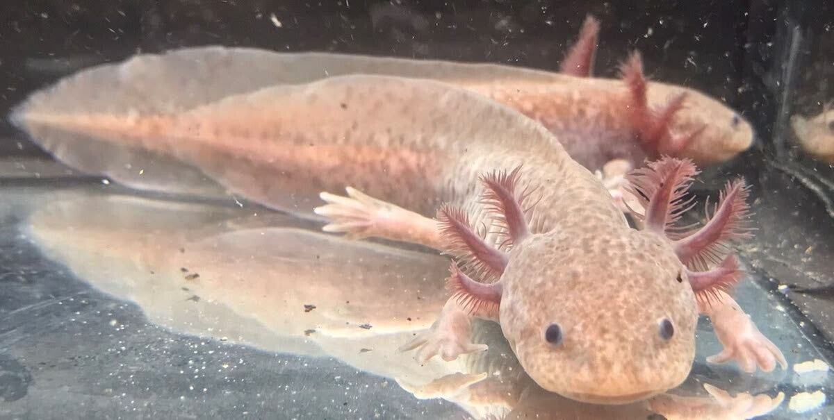 "Zijaanzicht van een zeldzame Koper Axanthic Axolotl met prachtige metallic bronskleur en volle kieuwen. 🐉✨"