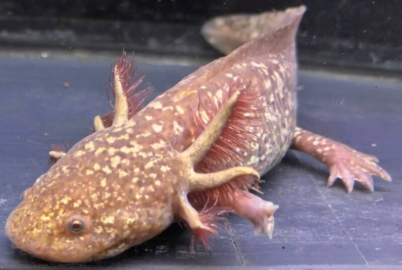 Close-up van de Axolotl Moonburst Grade SS Hold-Back met prachtige koperen kleur en volle kieuwen 🦎✨