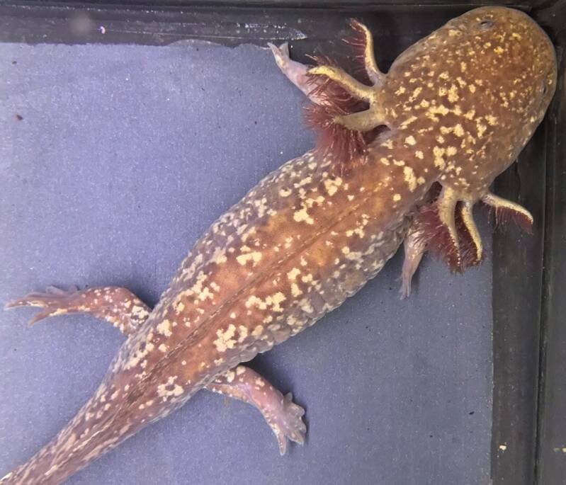 Detailopname van de iridoforen en het glanzende sterrenpatroon op een Moonburst Axolotl koper-basis 🌌🧬
