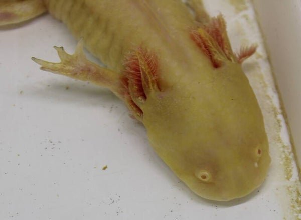 Axolotl - Golden Albino (Man) "Bart"
