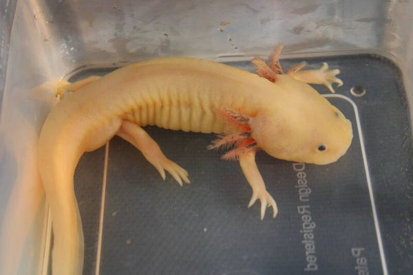 Axolotl - Leucistic (Man) Pink Men