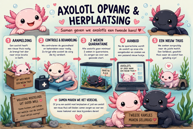 Axolotl opvang stap-voor-stap uitleg over het proces van axolotl opvang, quarantaine en herplaatsing