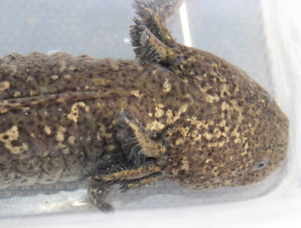 Axolotl - Wildkleur (Vrouw) "Pluto"