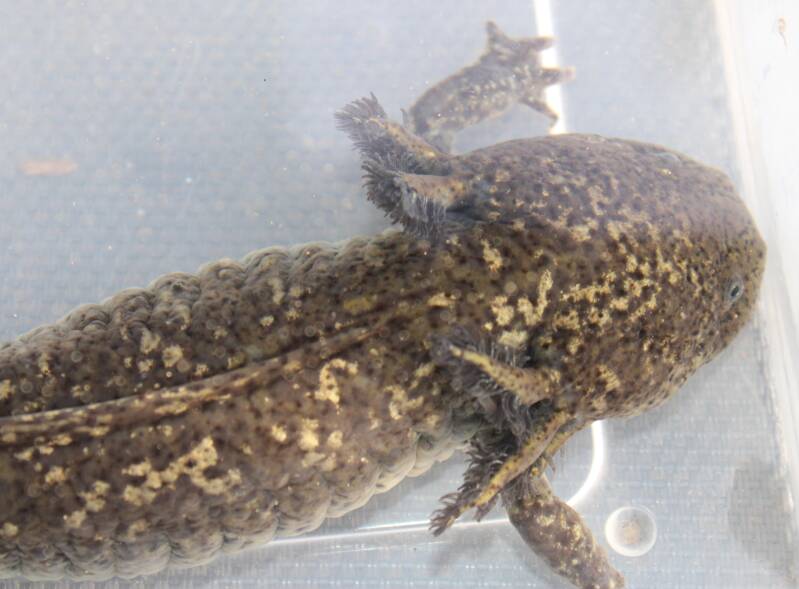 Axolotl wildkleur vrouw genaamd Pluto in de opvang klaar voor adoptie