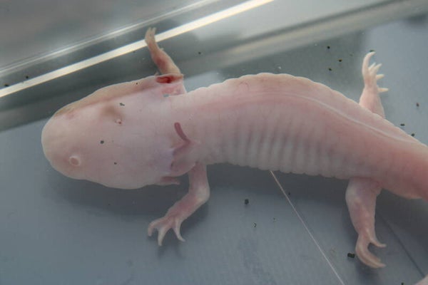 Axolotl - Leucistic Albino (Man) Otto