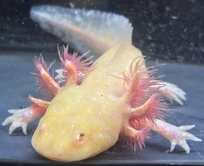 Gouden Axolotl in aquarium – Genetisch meesterwerk uit een koper-bloedlijn (Possible Golden Copper)