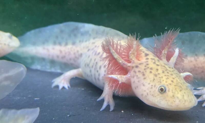 Gedetailleerde weergave van de genetisch unieke Copper Spotted Axolotl🧬💎